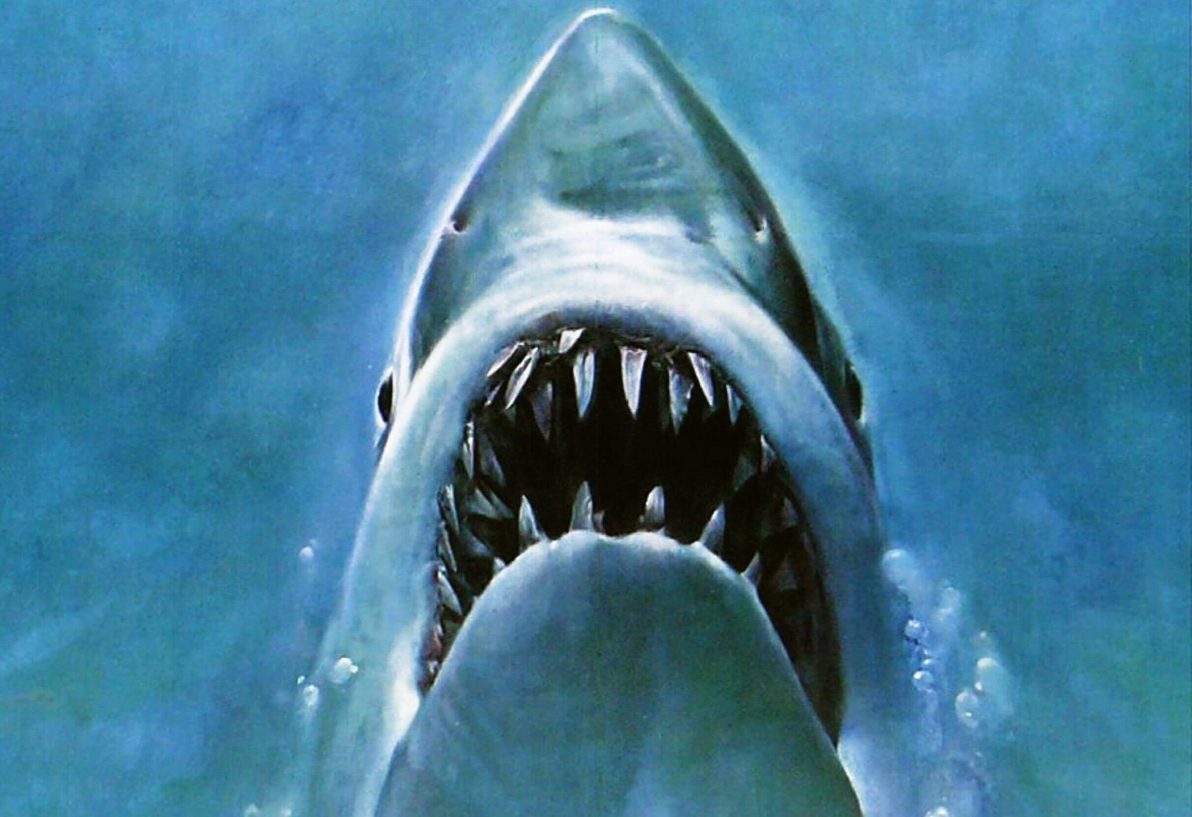 The shark from the poster for 'Jaws'