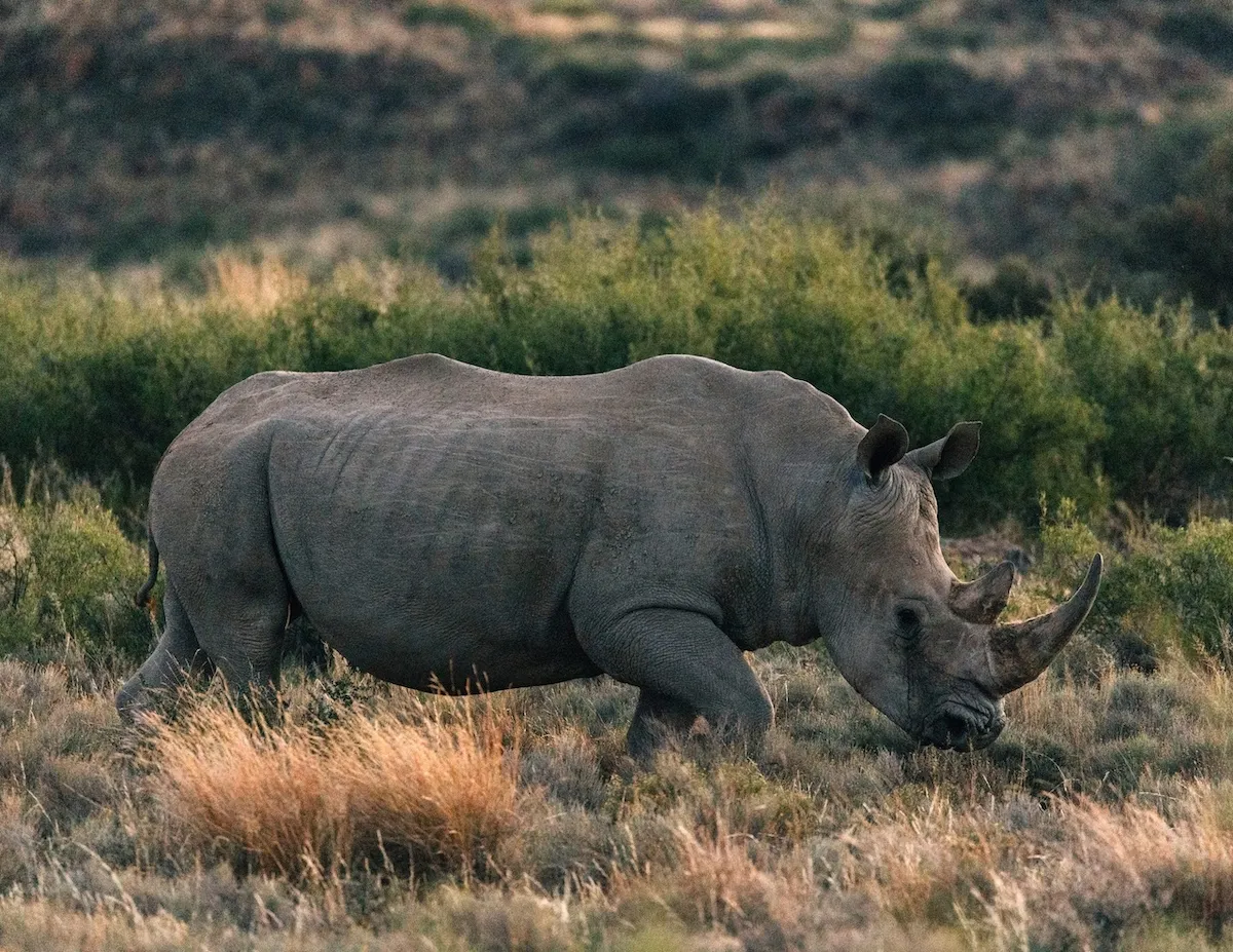 A rhino in the South African desert from 'Alone: Africa'
