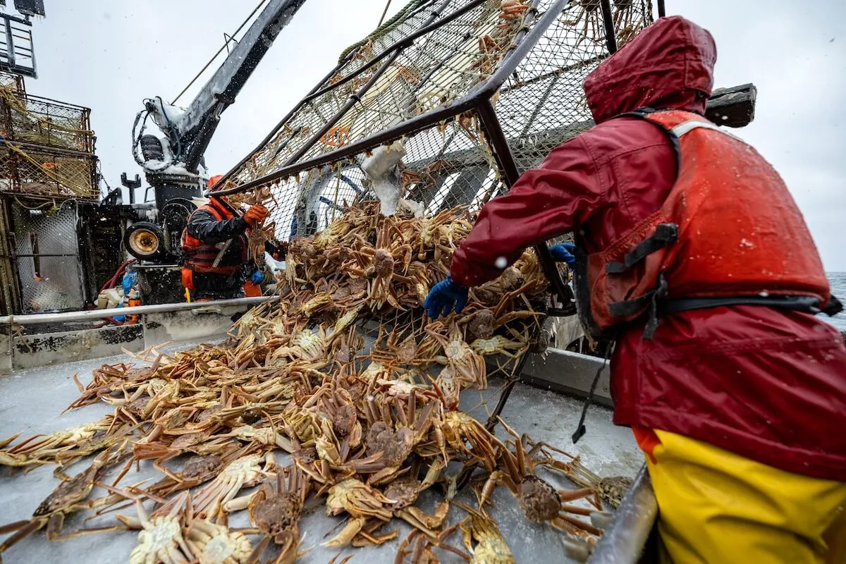 Fisherman dumping crab in 'Deadliest Catch' Season 21