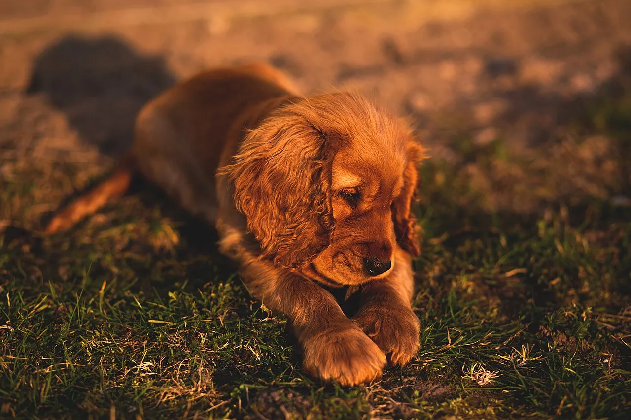A brown cocker spaniel puppy