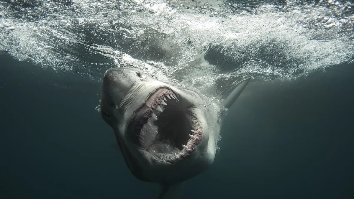 ‘Shark Week’ 2026 Complete Schedule, Revealed